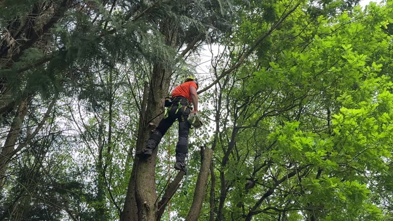 How Our Tree Care Process Works  in Mcsherrystown, PA